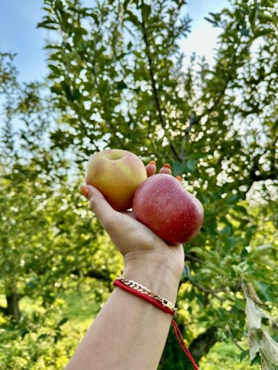 Stribling Orchard - Markham, VA