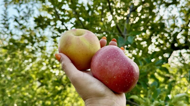 Stribling Orchard - Markham, VA