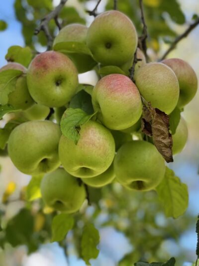 Stribling Orchard - Markham, VA