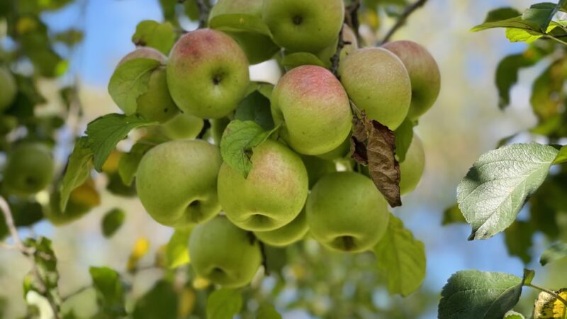 Stribling Orchard - Markham, VA