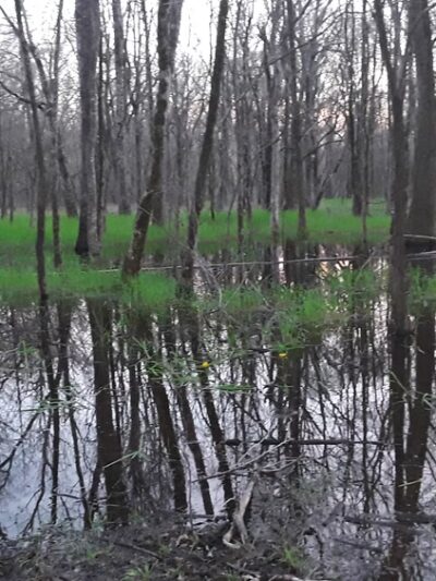 Lake Ophelia National Wildlife Refuge - Marksville, LA