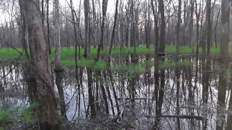 Lake Ophelia National Wildlife Refuge - Marksville, LA