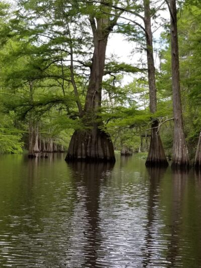 Spring Bayou State Wildlife Management Area - Marksville, LA