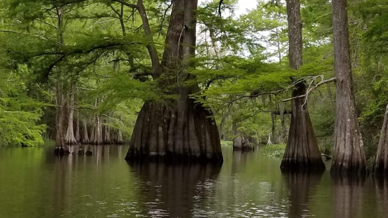 Spring Bayou State Wildlife Management Area - Marksville, LA