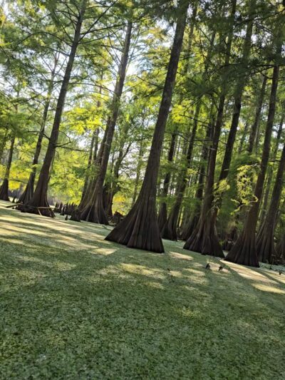 Spring Bayou State Wildlife Management Area - Marksville, LA
