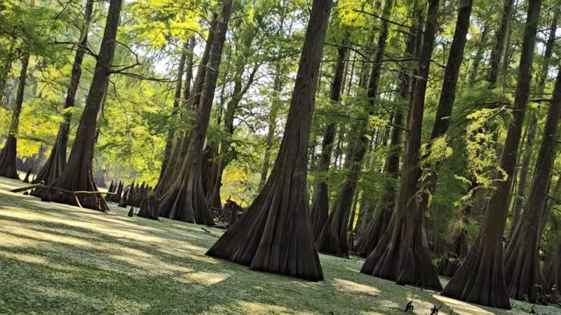 Spring Bayou State Wildlife Management Area - Marksville, LA