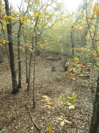 Spring Bayou State Wildlife Management Area - Marksville, LA