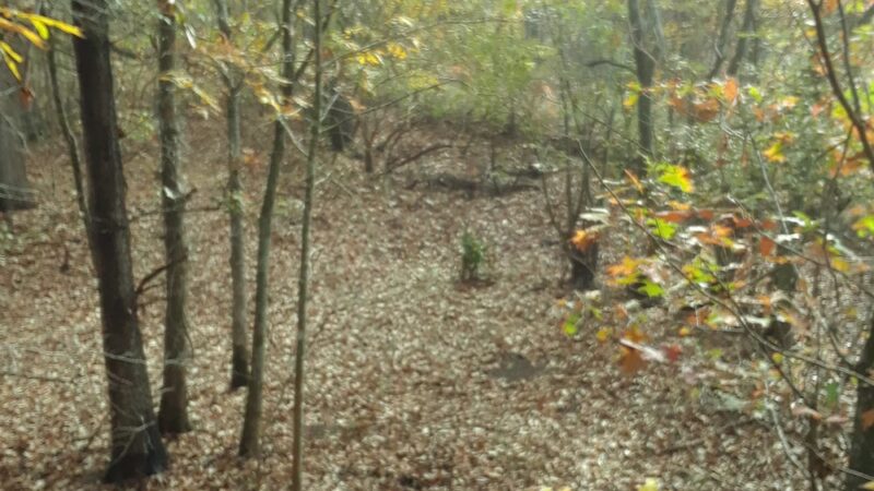 Spring Bayou State Wildlife Management Area - Marksville, LA
