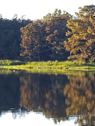 Spring Bayou State Wildlife Management Area - Marksville, LA