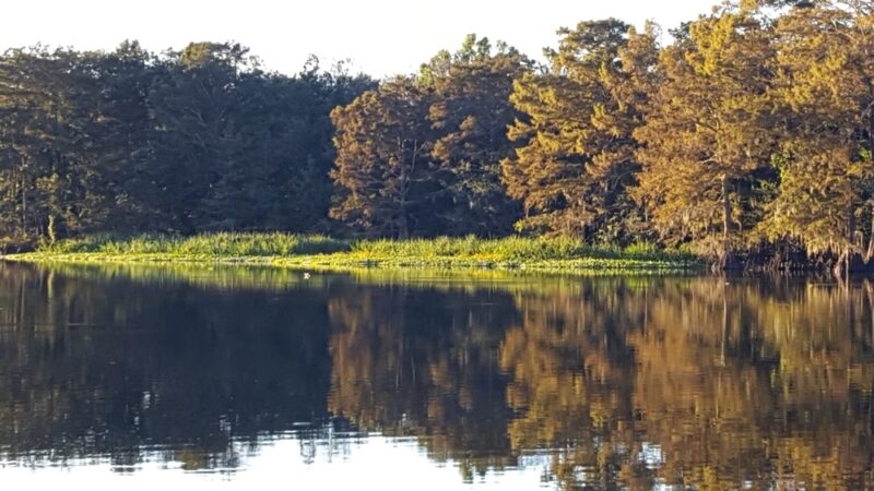 Spring Bayou State Wildlife Management Area - Marksville, LA