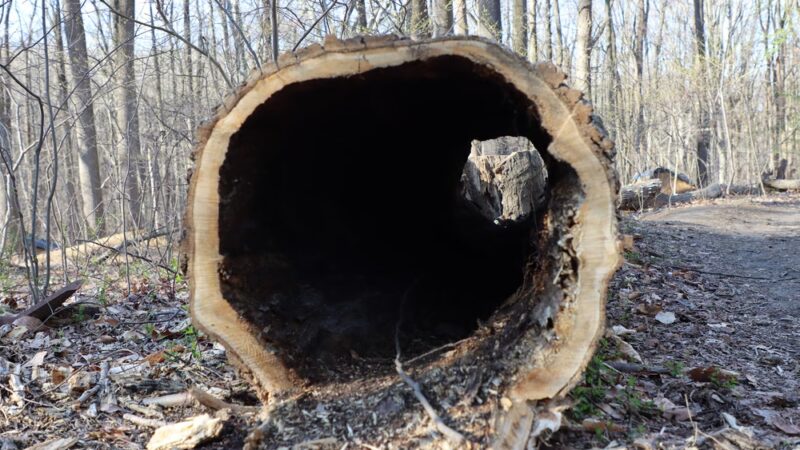 Don Guanella Park - Marple Township, PA