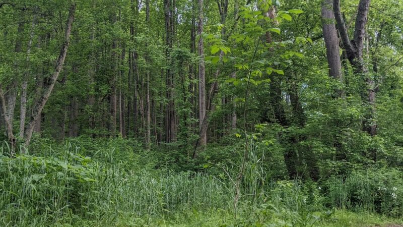 Henryton Hiking Trail - Marriottsville, MD