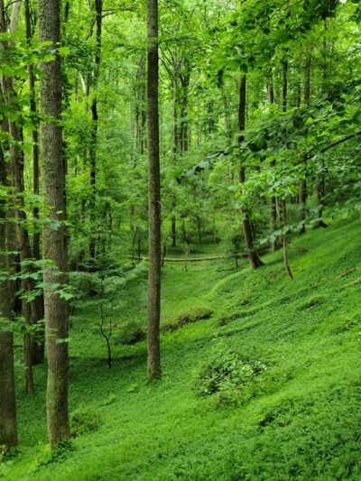 Patapsco Valley State Park- McKeldin Area - Marriottsville, MD