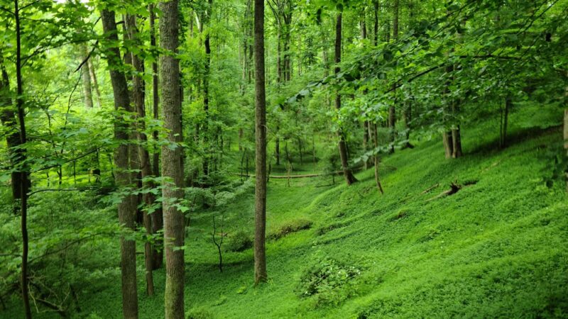 Patapsco Valley State Park- McKeldin Area - Marriottsville, MD