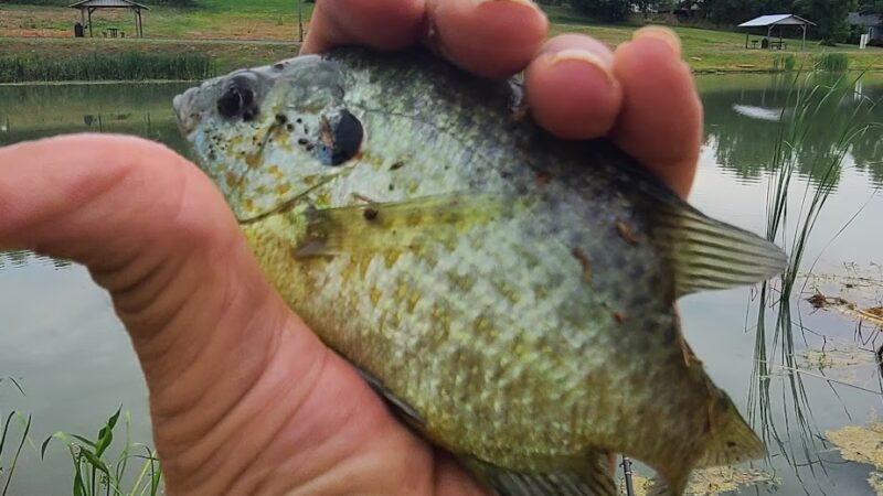 City Park - Marshall, AR