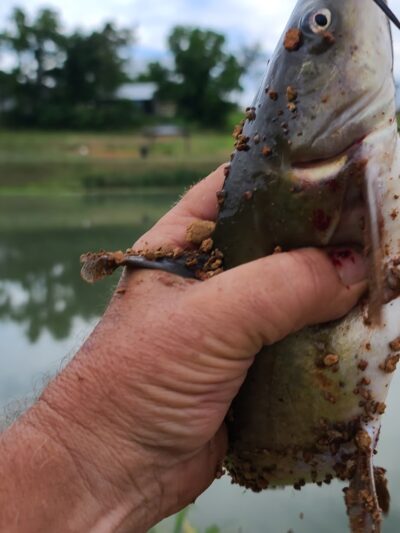 City Park - Marshall, AR