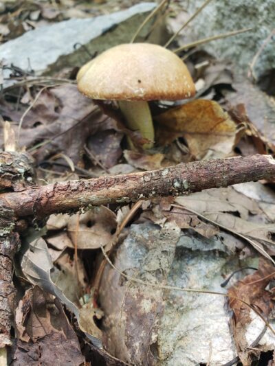 Appalachian Trail - Marshall, NC