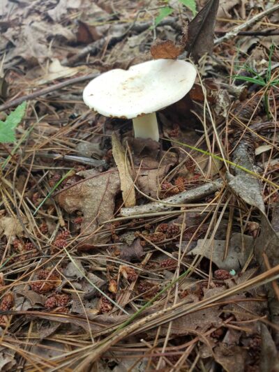 Appalachian Trail - Marshall, NC