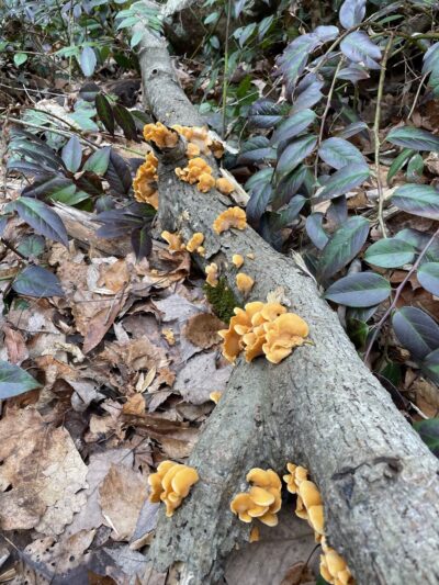 Big Laurel trailhead - Marshall, NC