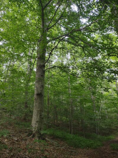 Riverside Preserve - Marshall, VA
