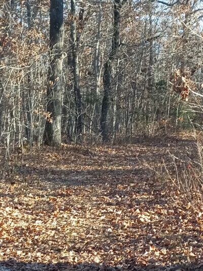 Niangua Conservation Area - Marshfield, MO