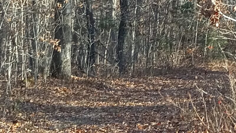 Niangua Conservation Area - Marshfield, MO