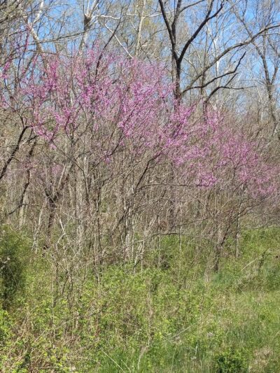 Niangua Conservation Area - Marshfield, MO