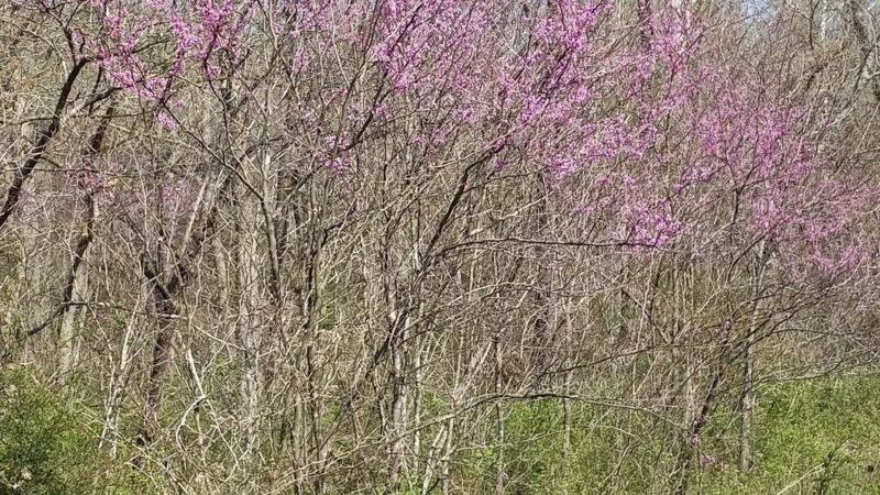 Niangua Conservation Area - Marshfield, MO