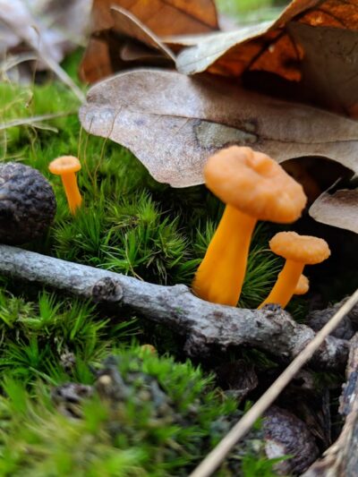 Niangua Conservation Area - Marshfield, MO
