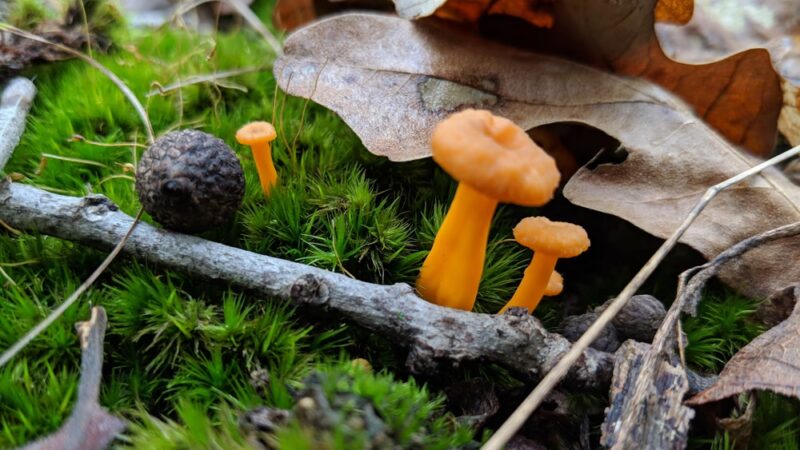 Niangua Conservation Area - Marshfield, MO