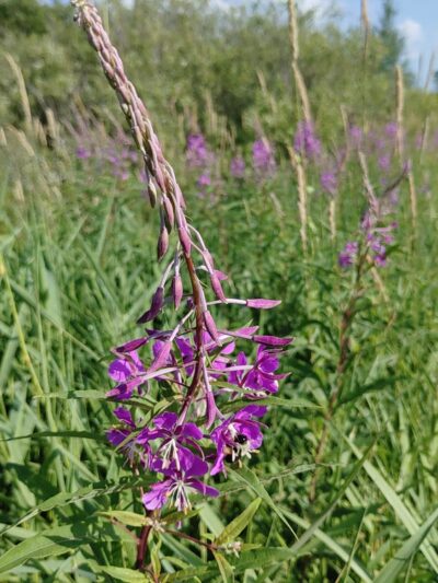 McMillan Marsh Bike Trail - Marshfield, WI