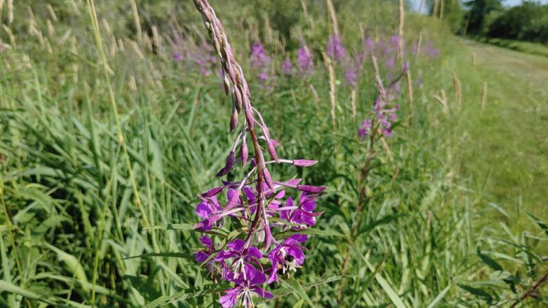 McMillan Marsh Bike Trail - Marshfield, WI