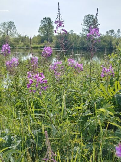 McMillan Marsh Bike Trail - Marshfield, WI