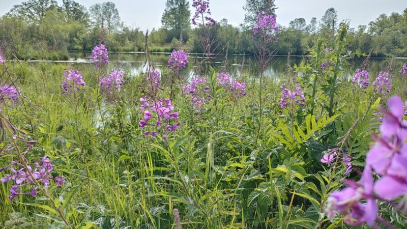 McMillan Marsh Bike Trail - Marshfield, WI