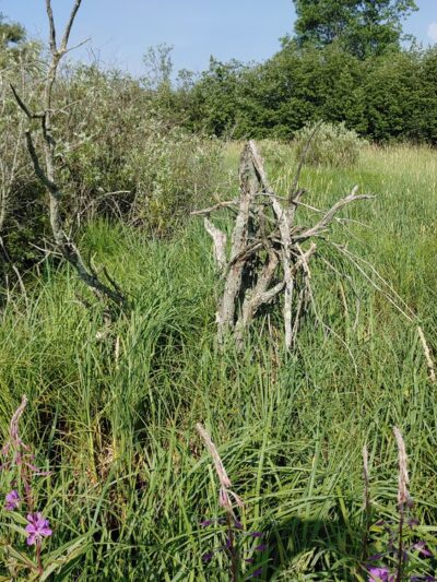 McMillan Marsh Bike Trail - Marshfield, WI