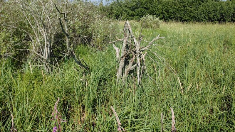 McMillan Marsh Bike Trail - Marshfield, WI