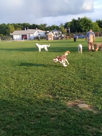 Paws 'n Play Dog Park - Marshfield, WI