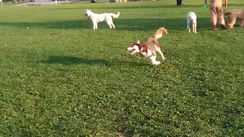 Paws 'n Play Dog Park - Marshfield, WI