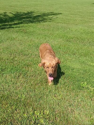 Paws 'n Play Dog Park - Marshfield, WI