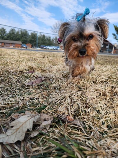 Paws 'n Play Dog Park - Marshfield, WI