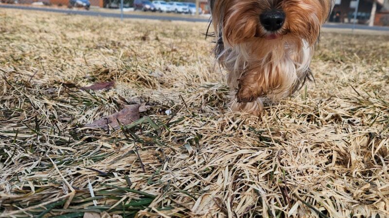 Paws 'n Play Dog Park - Marshfield, WI