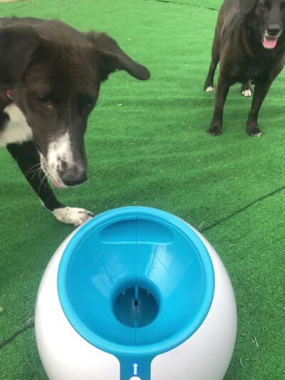 My Dog Rehab & Doggy Daycare - Martinton, IL