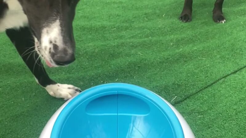 My Dog Rehab & Doggy Daycare - Martinton, IL