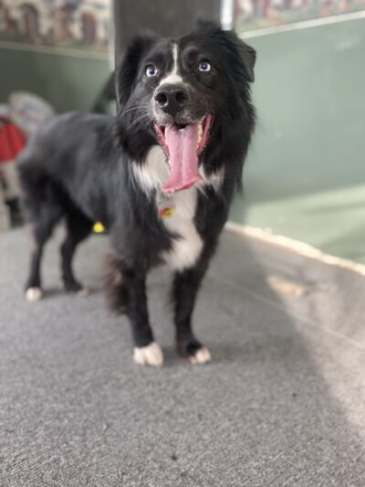 My Dog Rehab & Doggy Daycare - Martinton, IL