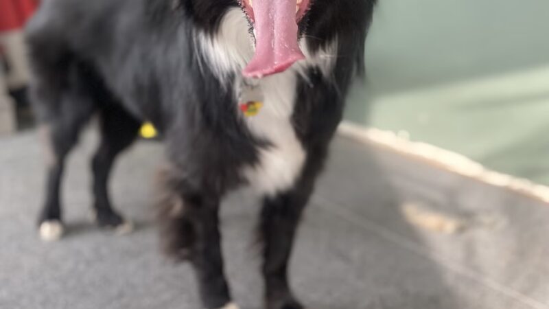 My Dog Rehab & Doggy Daycare - Martinton, IL