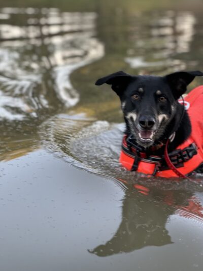 My Dog Rehab & Doggy Daycare - Martinton, IL