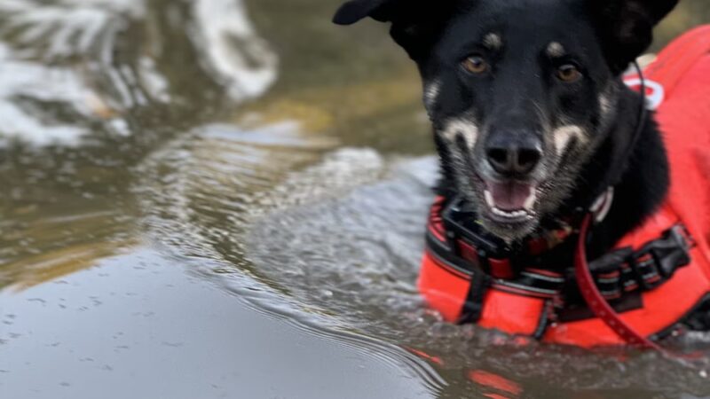 My Dog Rehab & Doggy Daycare - Martinton, IL