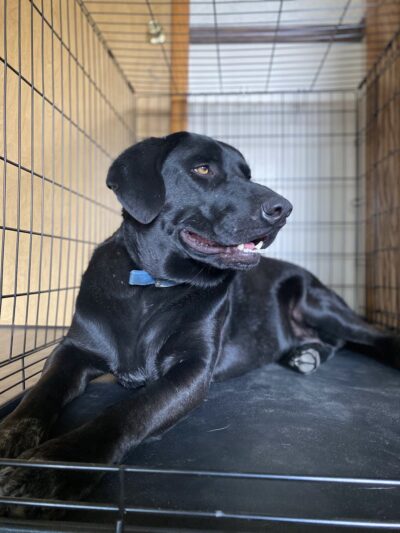 My Dog Rehab & Doggy Daycare - Martinton, IL