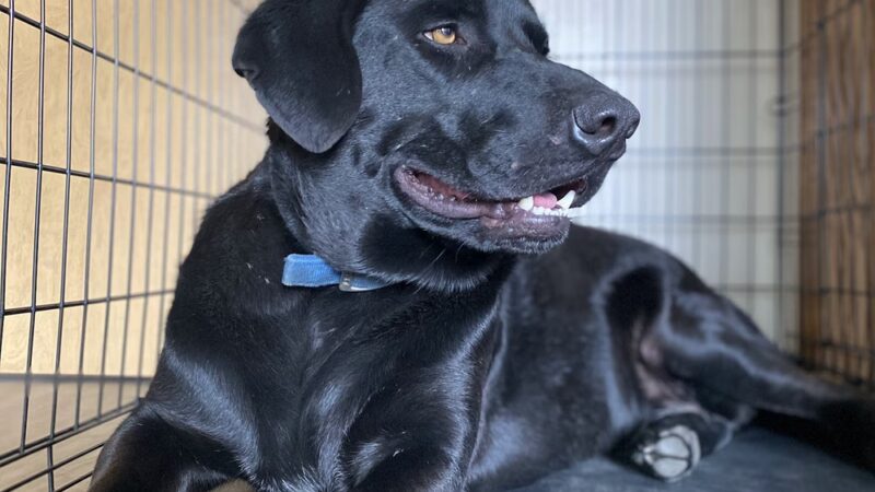 My Dog Rehab & Doggy Daycare - Martinton, IL