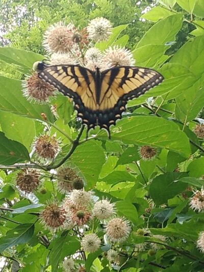 Rye Community Park - Marysville, PA